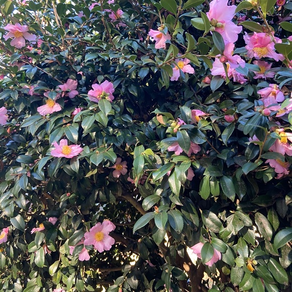 Meet Your Posher - Picture 2 of 3